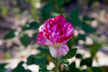 Beautiful rose bush growing in the garden.