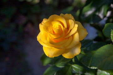 Beautiful rose bush growing in the garden.