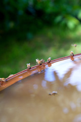 Bees drinking water in hot summer day..