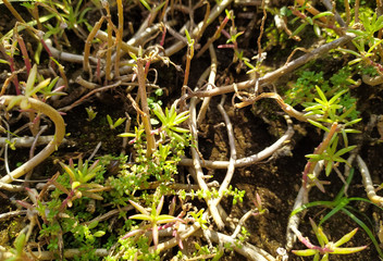 moss on a tree