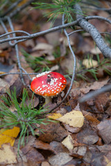 Amanita muscaria, commonly known as the fly agaric or fly amanita.
