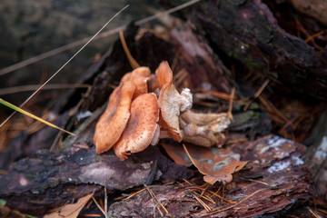 Wild forest mushrooms honey agarics in the forest..