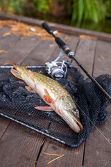 Freshwater pike and fishing equipment lies on landing net. Composition on wooden background with...