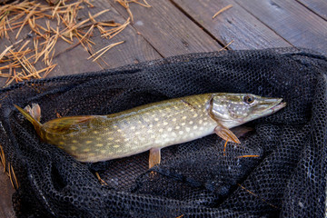 Freshwater pike and fishing equipment lies on vintage wooden background. Composition on wooden...