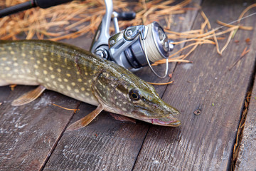Freshwater pike and fishing equipment lies on wooden background with yellow leaves..
