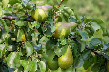 Shiny delicious pears hanging from a tree branch in the orchard..