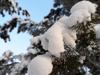 white fluffy snow on pine branches