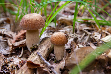 Mushroom family of boletus mushroom in the wild. Porcini mushroom grows on the forest floor at autumn season..