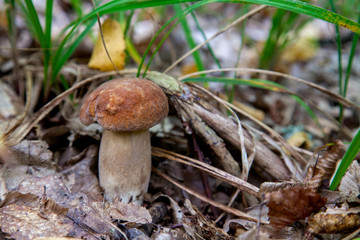 Boletus mushroom in the wild. Porcini mushroom grows on the forest floor at autumn season..