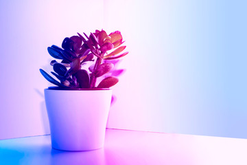 Trendy house plant in modern home interior in corner of the room and styled with pink and blue coloured lighting