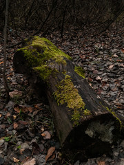 fallen trees covered with moss, Moscow