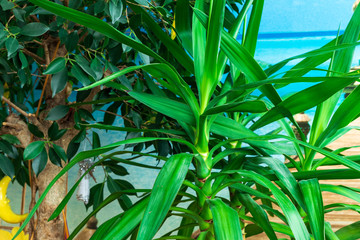 indoor plants taken on a winter day with light from the window