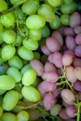 Close up view of grapes A lot of ripe grapes. The texture of the berries as a background. Winery grape variety wine production. Grape sort..