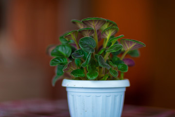 flowers in pots in a village house in the Chuvash village, taken by light on the window