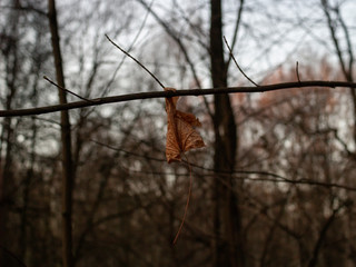dry leaf hanging on a tree in autumn, Moscow