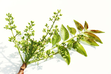 Neem branch with green leaves isolated on white background