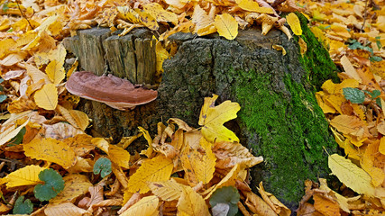 Mushroom tinder on a stump in autumn
