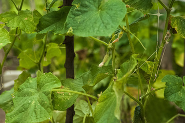 Close-up of cucumbers in a greenhouse. Cucumbers grow and place for text. Natural texture of cucumber gardening and copy space. Cucumbers on a grid