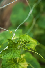 Close-up of cucumbers in a greenhouse. Cucumbers grow and place for text. Natural texture of cucumber gardening and copy space. Cucumbers on a grid