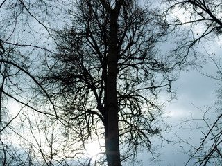 trees without leaves in autumn, Moscow