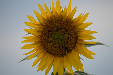 sunflower on background of blue sky