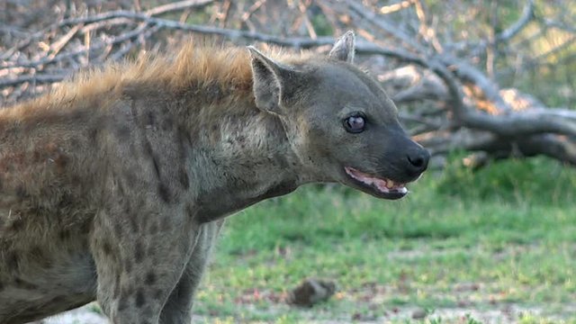 Closeup of cruel spotted hyena Crocuta with sick eye, Kruger National Park in South Africa