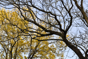 yellow green foliage on maple branches What is the specificity of the autumn season, part of the tree