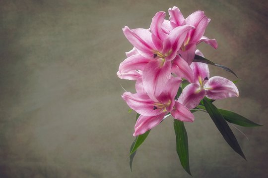 Beautiful branch of blooming pink lily  closeup