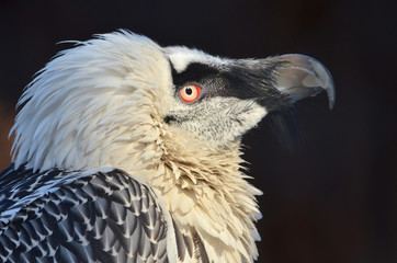 portrait of vulture
