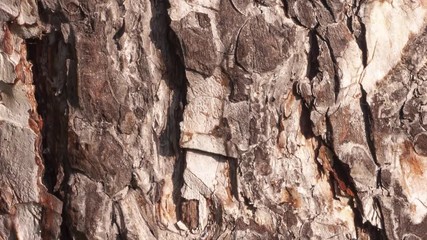 Horse chestnut bark eroded by time, with texture given by aging, with cracks, patterns and scratches. Po Valley, Northern Italy. - Powered by Adobe