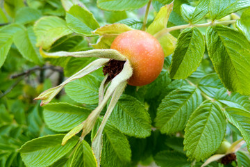 Dog rose red fruits. Dog-rose berries on branch with green leaves, bright autumn background.