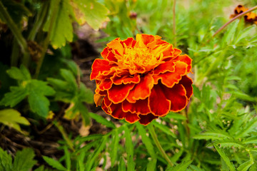 Bright red orange marigolds growing close up. Flower background horizontally.