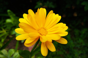 Asteraceae or Compositae is a very large and widespread family of flowering plants.