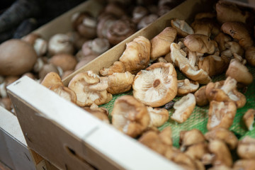 Vegetables and fruits from organic farming. Different types of seasonal mushrooms in a card box