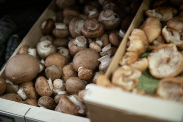 Vegetables and fruits from organic farming. Different types of seasonal mushrooms in a card box