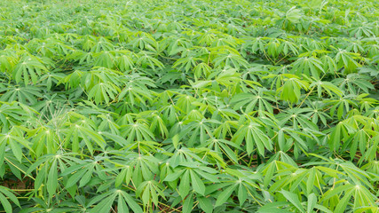 Cassava farm in thailand
