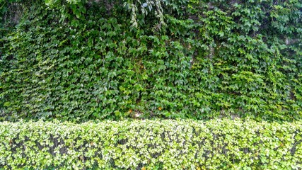  Leaves hanging on the wall of a Korean village