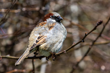 Sparrow on a branch