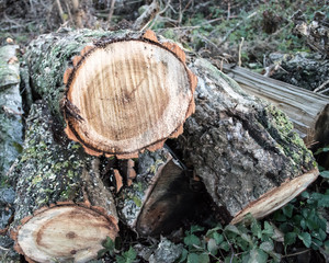 stump of tree