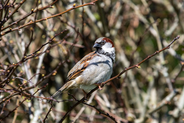 Sparrow on a branch looking around