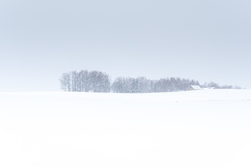 吹雪の丘