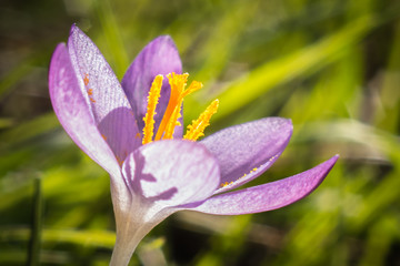 Fototapeta premium Crocus