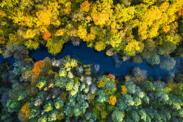 Yellow forest and river in autumn, view from above