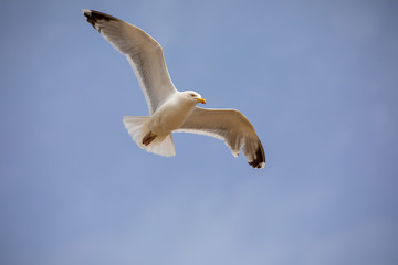 Flying seagull