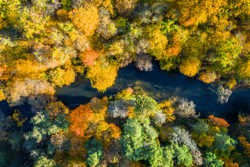 Colorful forest and river in autumn, view from above