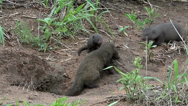 Watchful dwarf mongoose family in natural habitat, Kruger National Park in South Africa