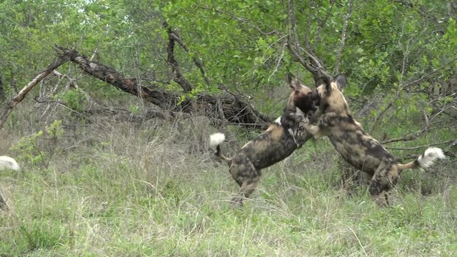 Playfully fight of African wild dogs in natural habitat, Kruger National Park in South Africa