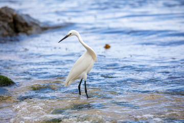 Little egret looking around