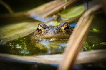 Toad in the pond