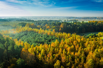 Autumn forest in sunny day, aerial view